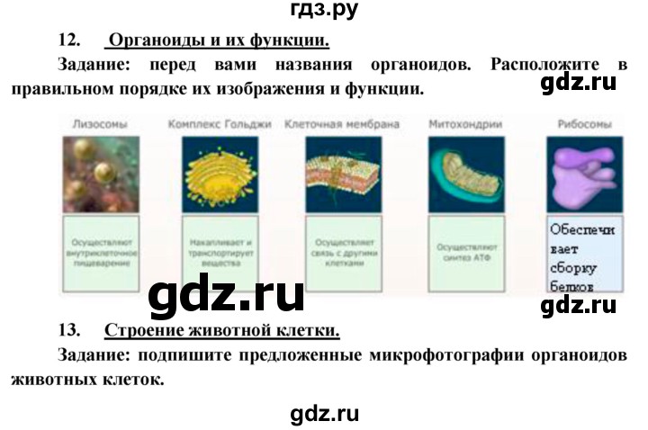 ГДЗ по биологии 8 класс Сонин Человек  страница - 34, Решебник к учебнику 2013
