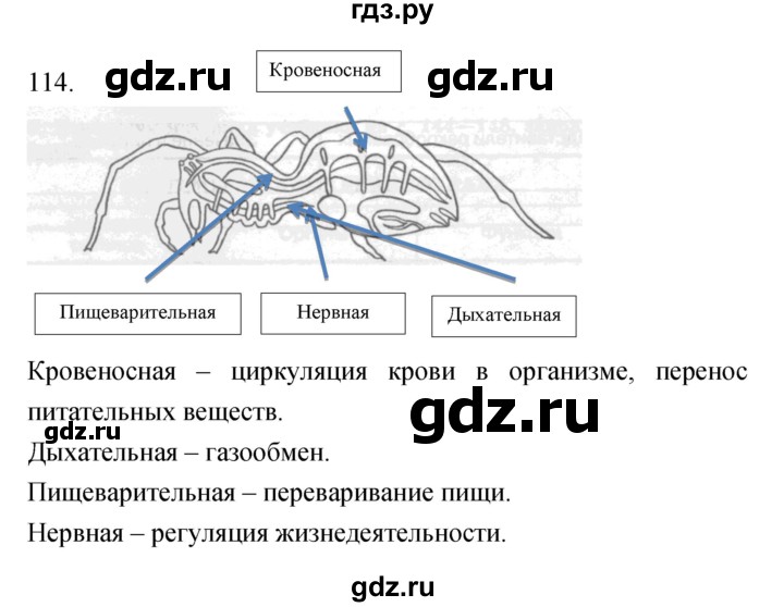 ГДЗ по биологии 7 класс Захаров рабочая тетрадь Многообразие живых организмов  упражнение - 114, Решебник